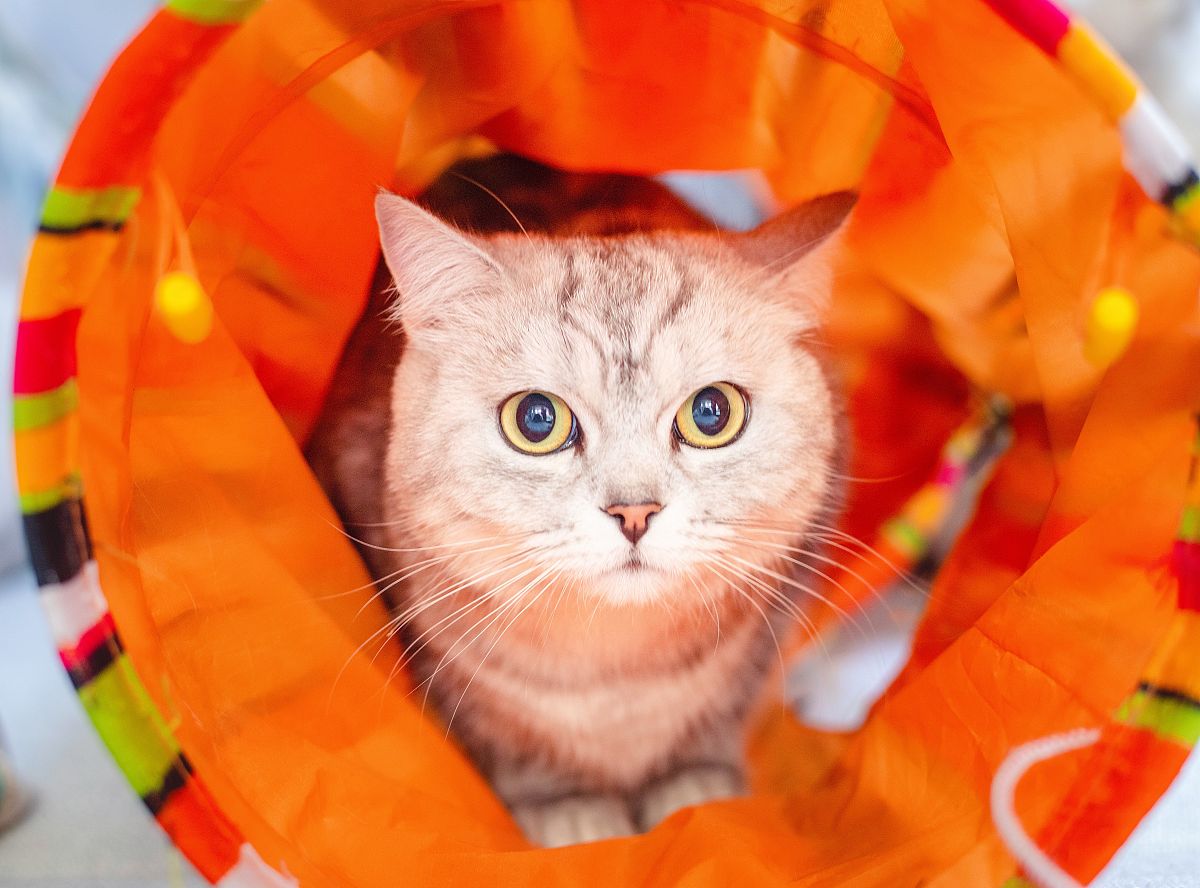 《温香暖玉》猜一个生肖帮我用200字详细描述