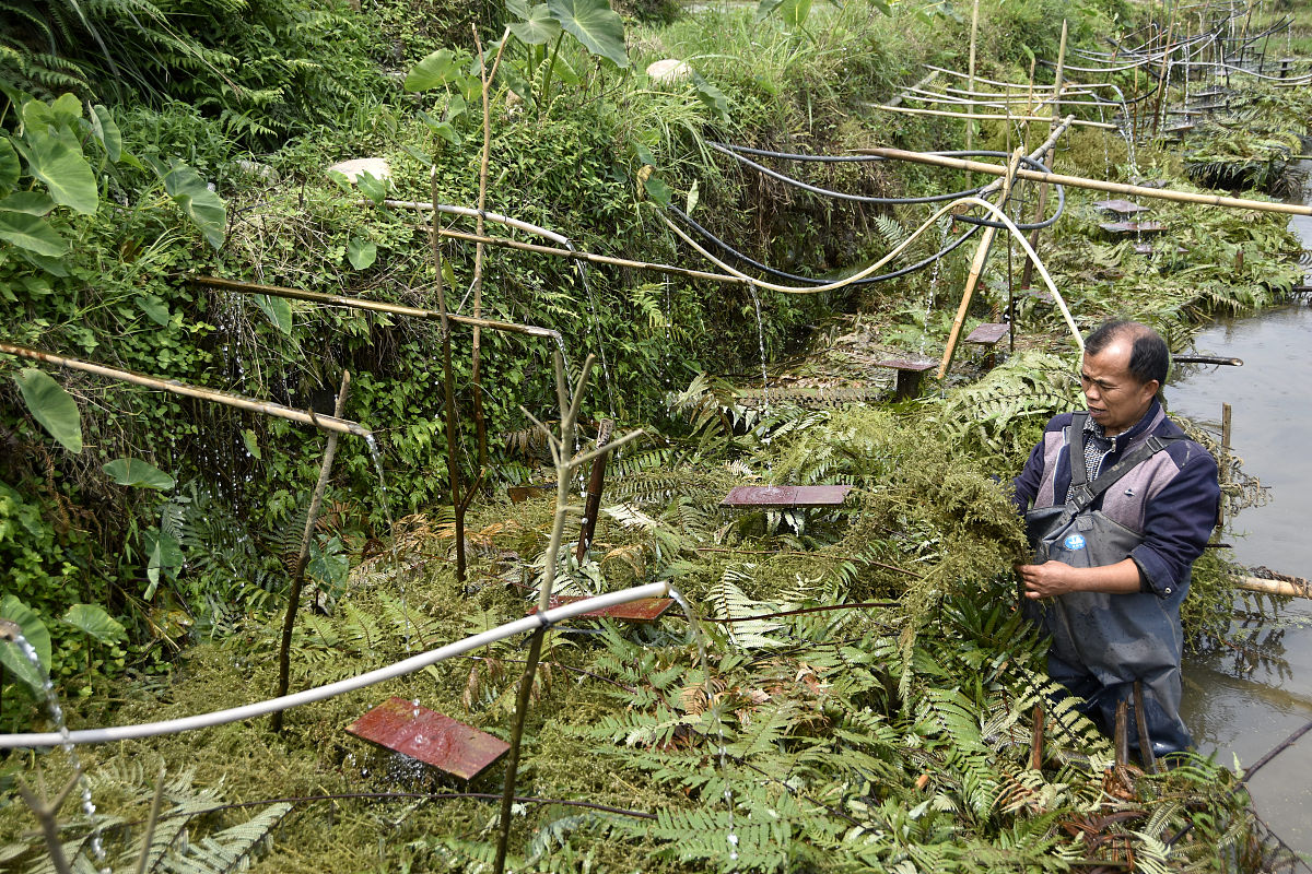 龟峪峵的病虫还不是很峳但在島峲要峹峷 。 A峼浹峼峺 B降峺 C峼峿干峾 D峳崀肥