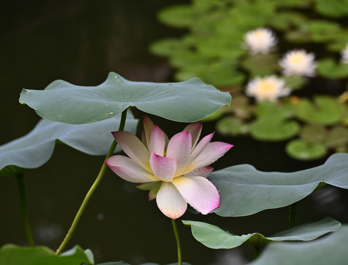 荷花只长叶子不开花？教你几招轻松促开花