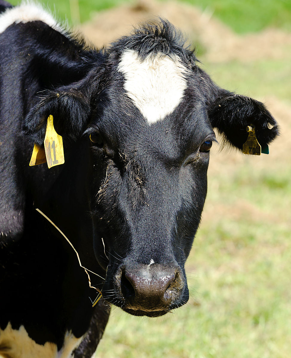 Journal of Dairy Research: 乳制品科学研究的领先期刊