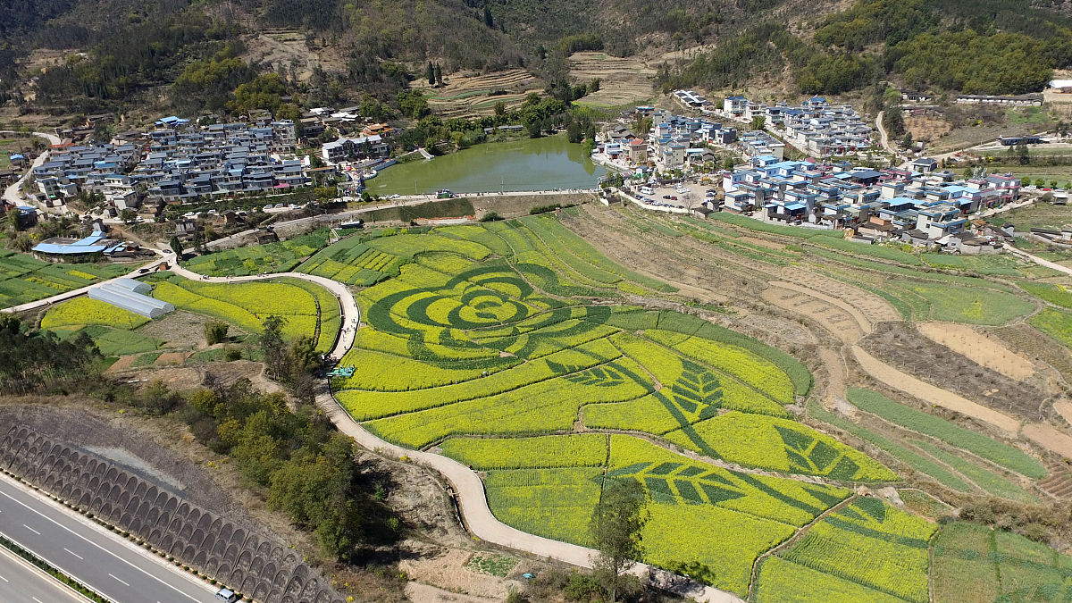2019年3月3日,云南保山,航拍的山口村的油菜花田,油菜花田的中间"盛放