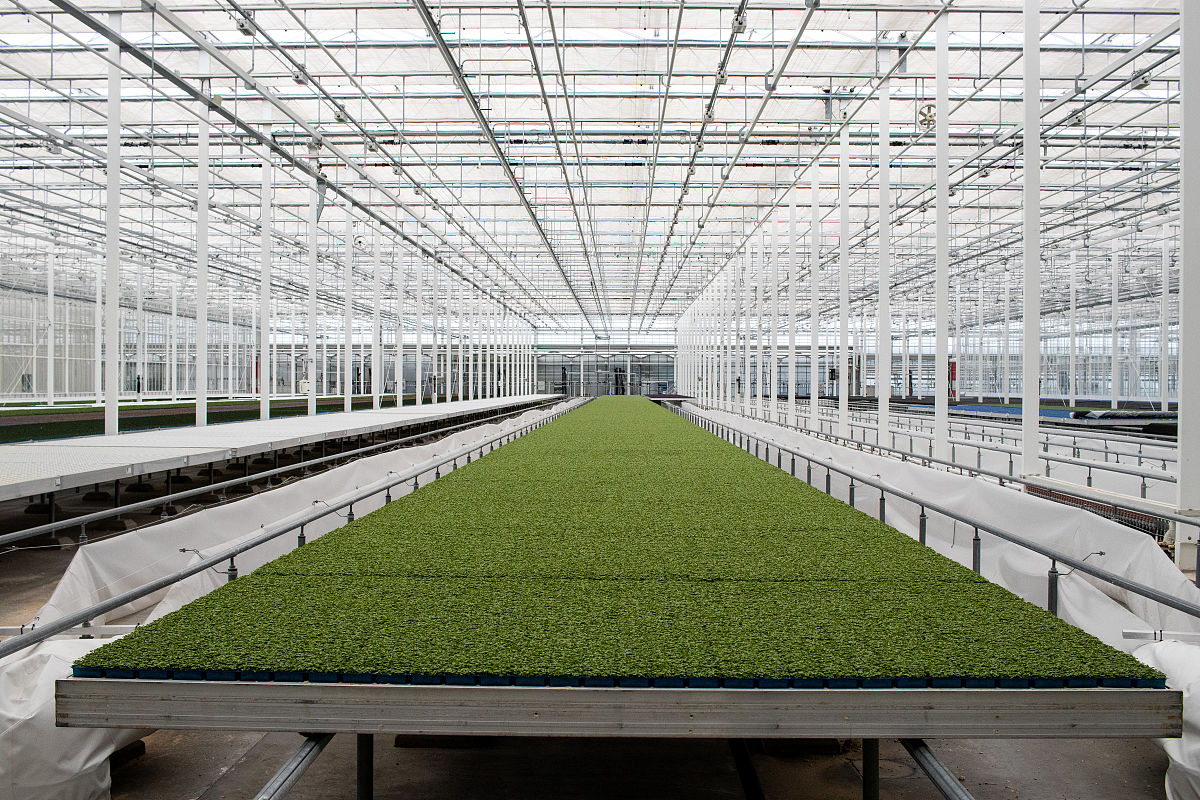 小老鼠和南瓜车：一个关于努力与坚持的童话故事