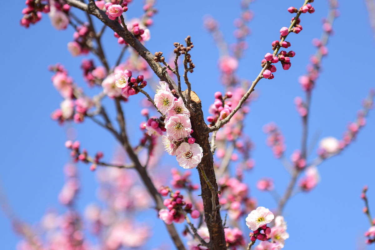 风水学上家里的院子里可以种梅花吗？