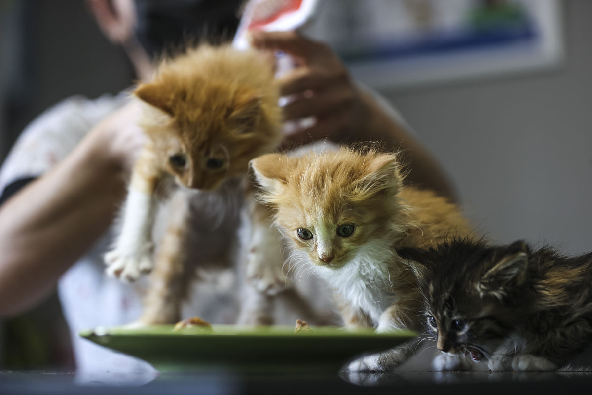 猫年龄8岁了呕吐不腹泻如果是肠炎使用了盐酸甲氧氯普胺后出现厌食后续如果吃药