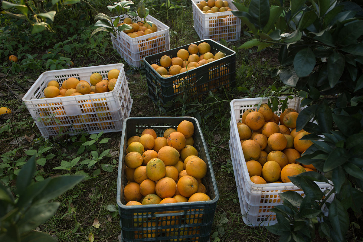 赣南脐橙：中国优质果品的代表