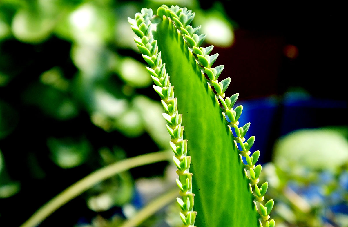 探究生长素类似物促进插条生根的最适浓度