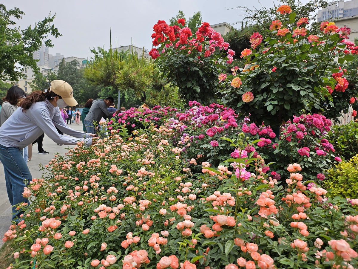 郑州月季公园盛景如画,第三十届月季花展惊艳亮相