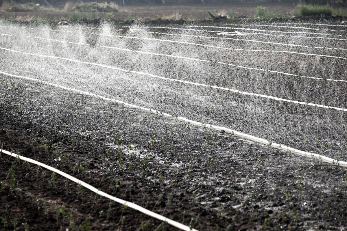 冬小麦节水高效灌溉方案：文献研究结果提供理论支持