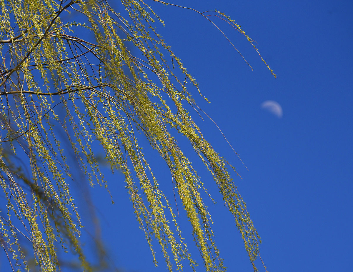 能不能创作一首有关风景的诗