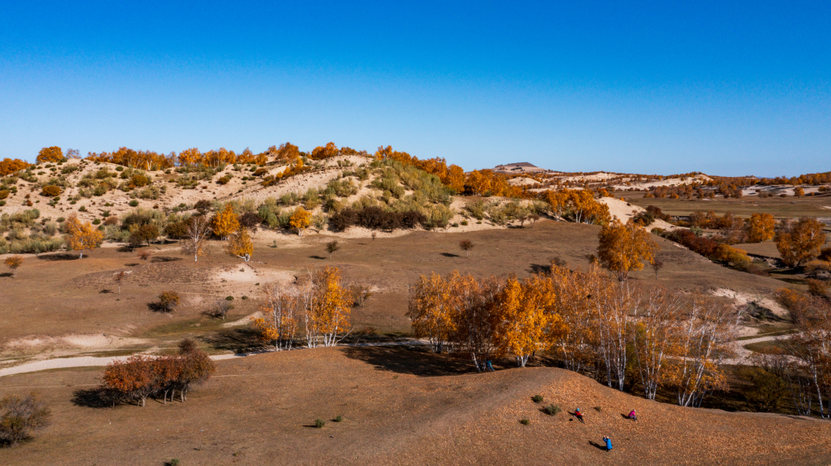 请用100字描述在广阔的草原上向远方眺望清晨的浓雾笼罩山坡山坡上胡杨林隐隐约约。