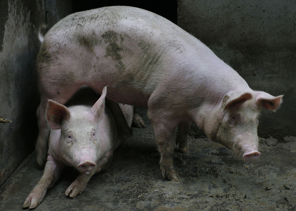 中国以外外来种猪引进的危害有哪些