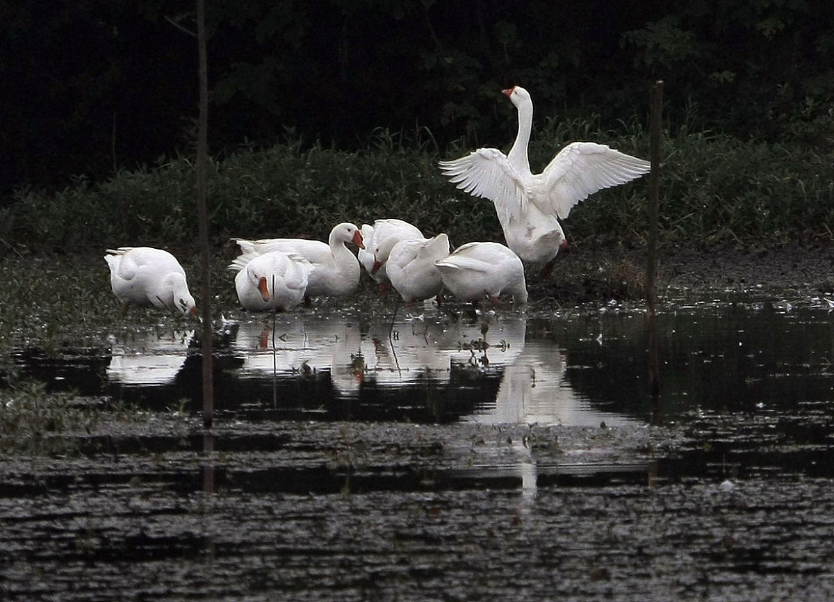 大蕈甲时空分布规律及其影响因素：生态环境与物种演化的关键