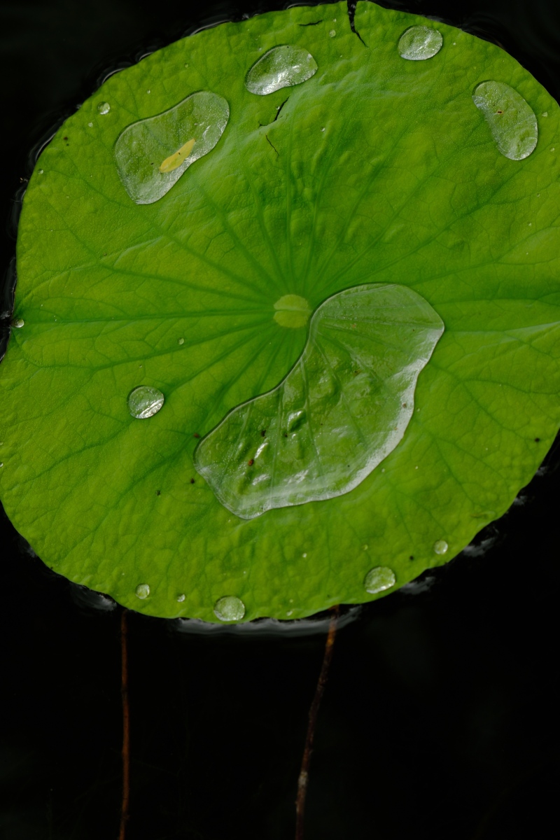 荷叶是我的雨伞仿写句子一年级