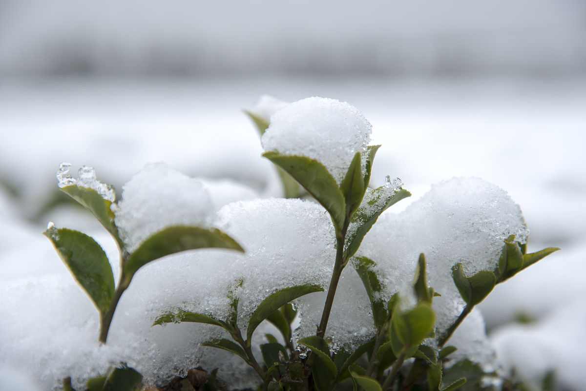 2018年12月8日,安徽省郎溪县飞锂镇茶场,万亩茶园被皑皑白雪覆盖,出现