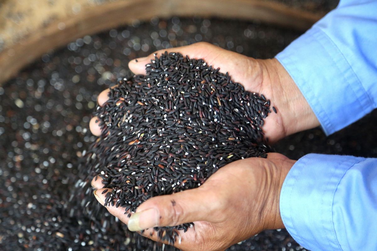 生黑米可以磨成粉吗？如何磨出细腻的黑米粉？