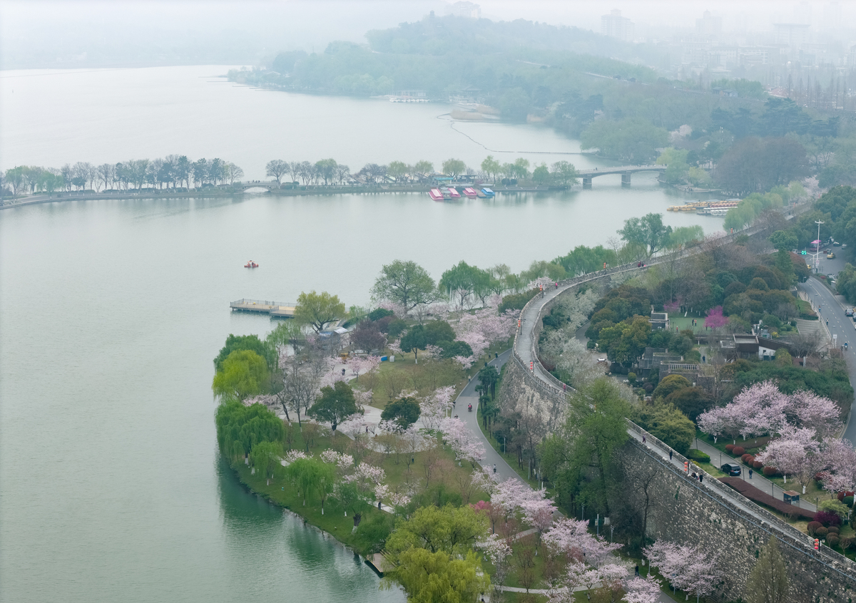 2026年3月26日,江苏南京,玄武湖畔与鸡鸣寺路樱花竞相