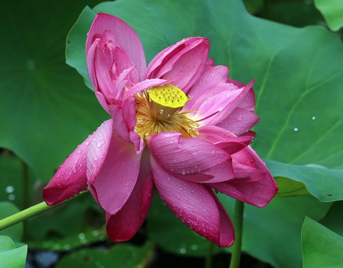 2021年7月4日,南京莫愁湖公园湖面上,满池盛开的荷花花瓣上挂满雨珠,