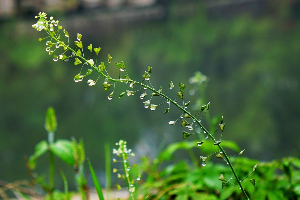 春雨滋润万物，带来希望和美好