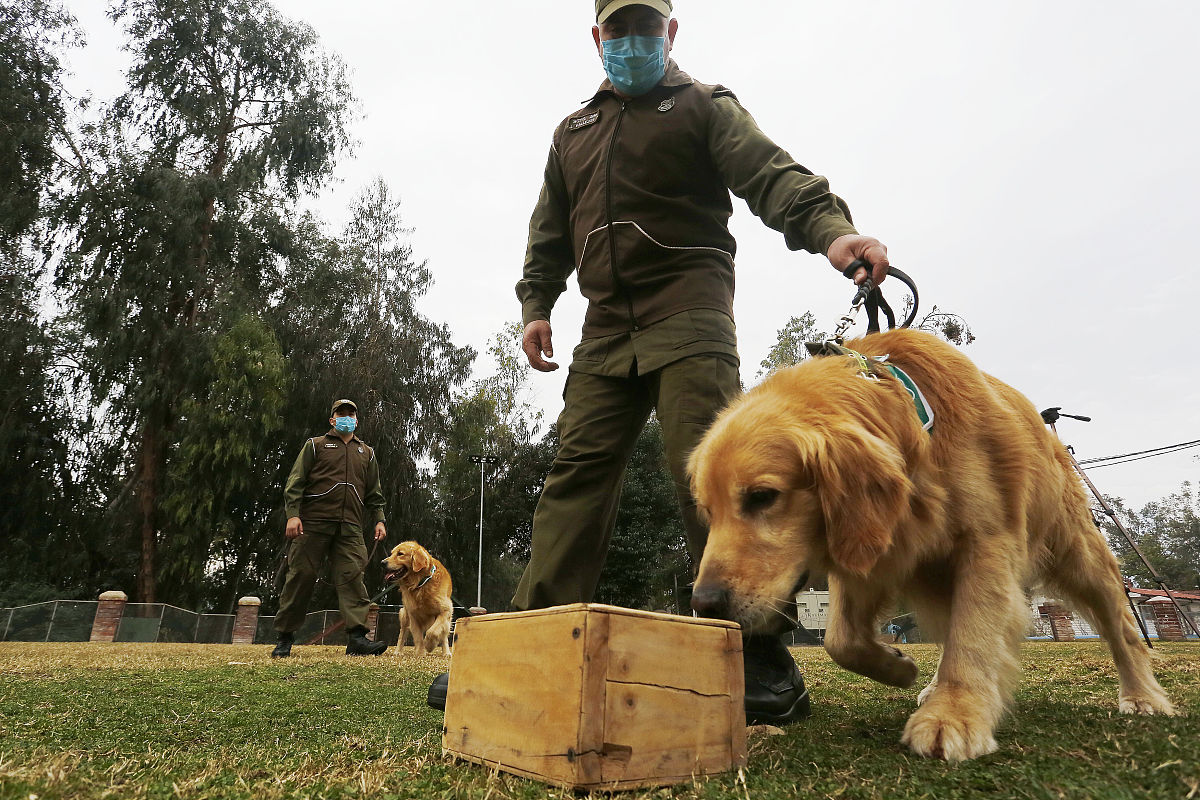 当地时间2020年7月17日,智利首都圣地亚哥,智利警犬训练学校,警察和训