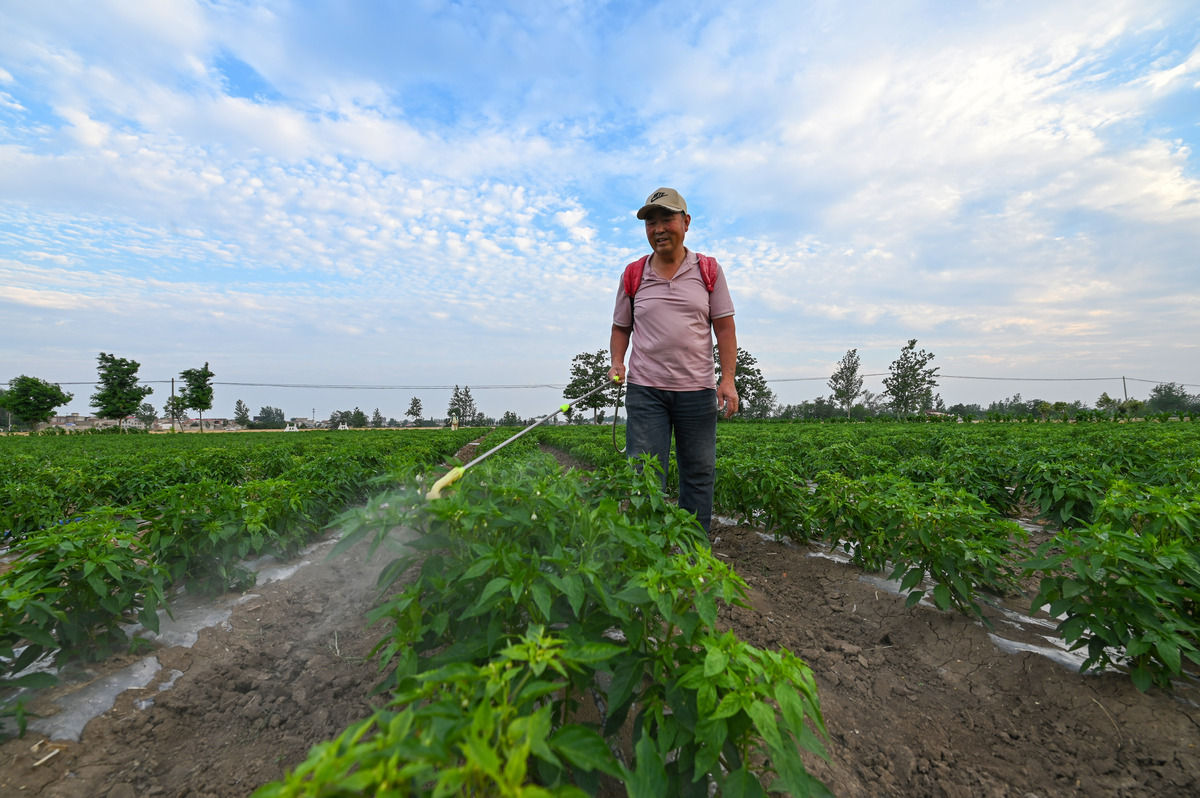 朝天椒施肥方案：详细指南助你丰收
