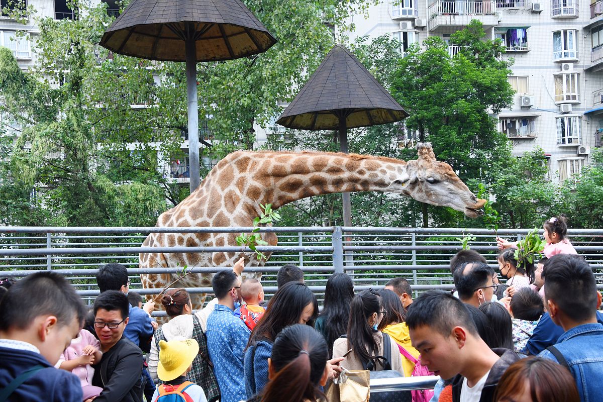 我是宝妈想给制作的微信视频起一个出圈的视频名称增加浏览量。内容为带两岁宝宝去长隆动物园三天两夜起什么名字比较好？