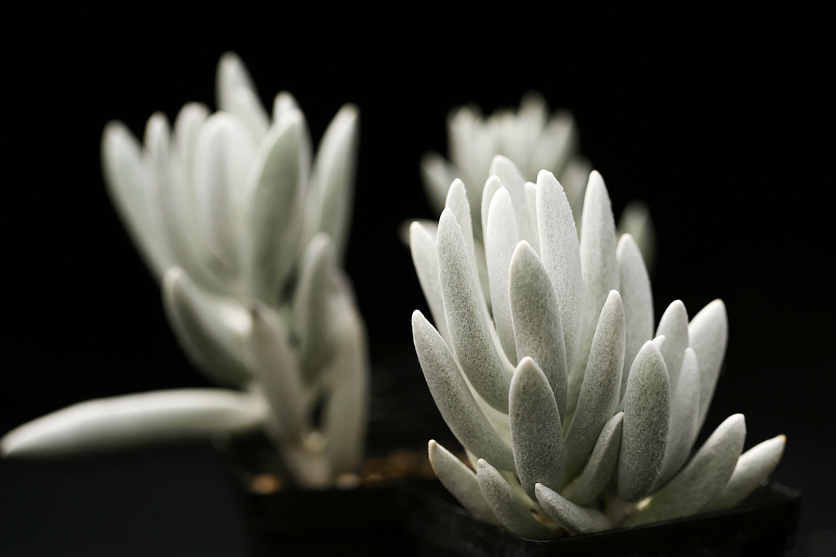 稻谷物理参数测定及干燥特性研究