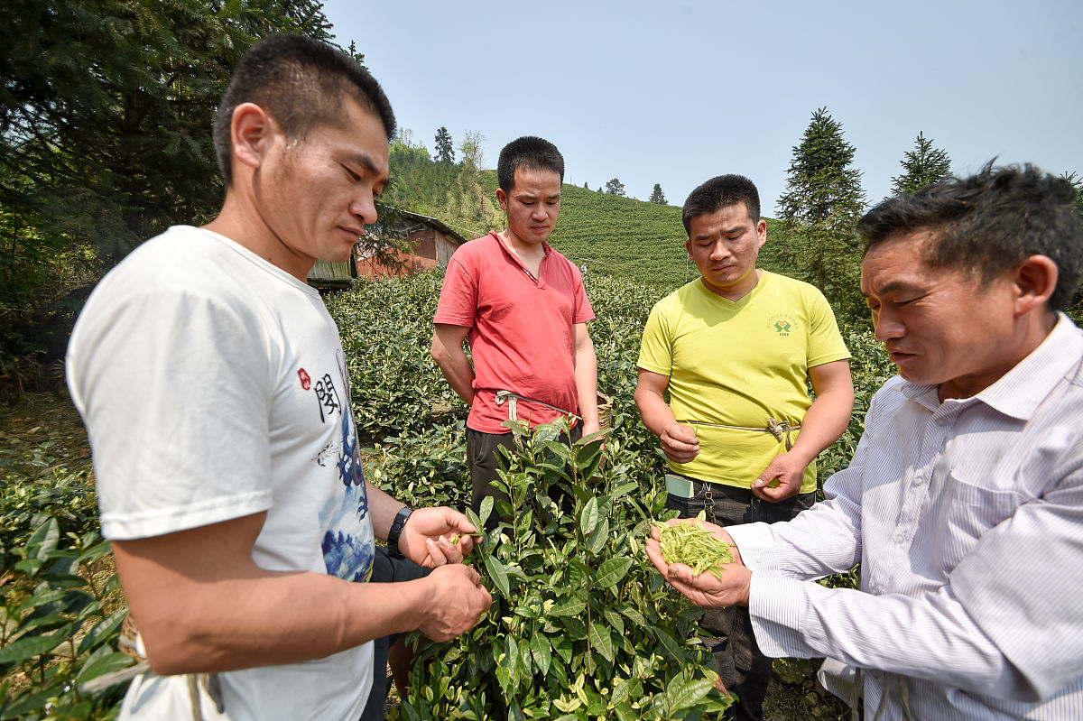 平坝区中等职业学校中草药种植专业怎么样？就业前景如何？