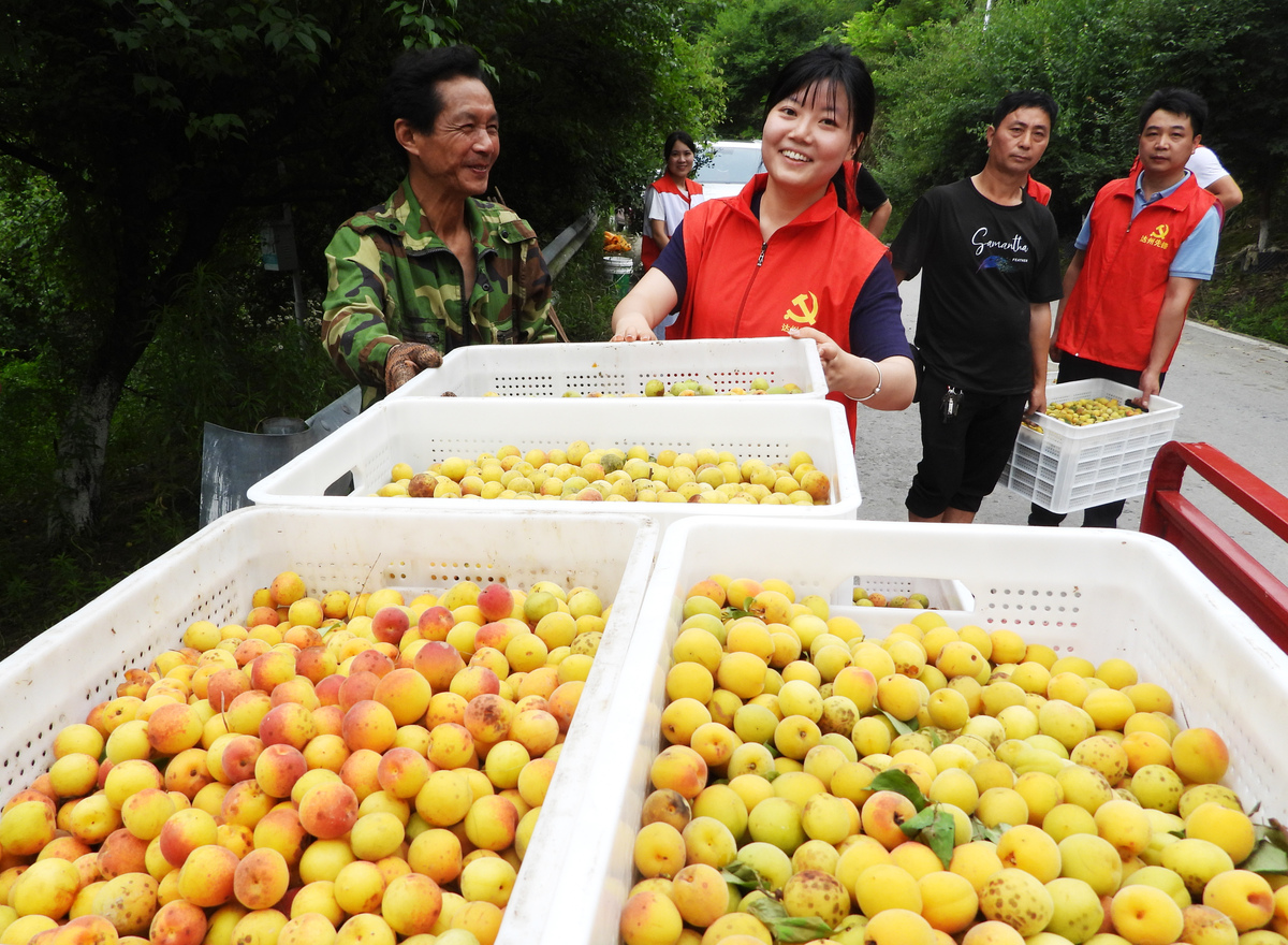 【金果兴农】成为农业科技创新的领导者日期：2022年11月15日近日黔东南职业技术学院成功研发出一款名为金果兴农的枇杷加工设备为当地乡村振兴事业注入了新的动力。黔东南地区是我国著名的枇杷产区之一枇杷种植业一直是当地农民的重要经济来源。然而由于传统的枇杷加工方式存在效率低下、产能有限等问题枇杷加工业一直没有得到很好的发展。为了解决这一问题黔东南职业技术学院积极投入研发最终成功研制出金果兴农-枇杷加工