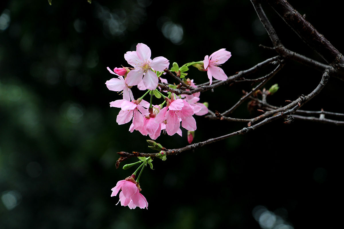 华南农业大学吕辉雄教授：农业经济管理专家