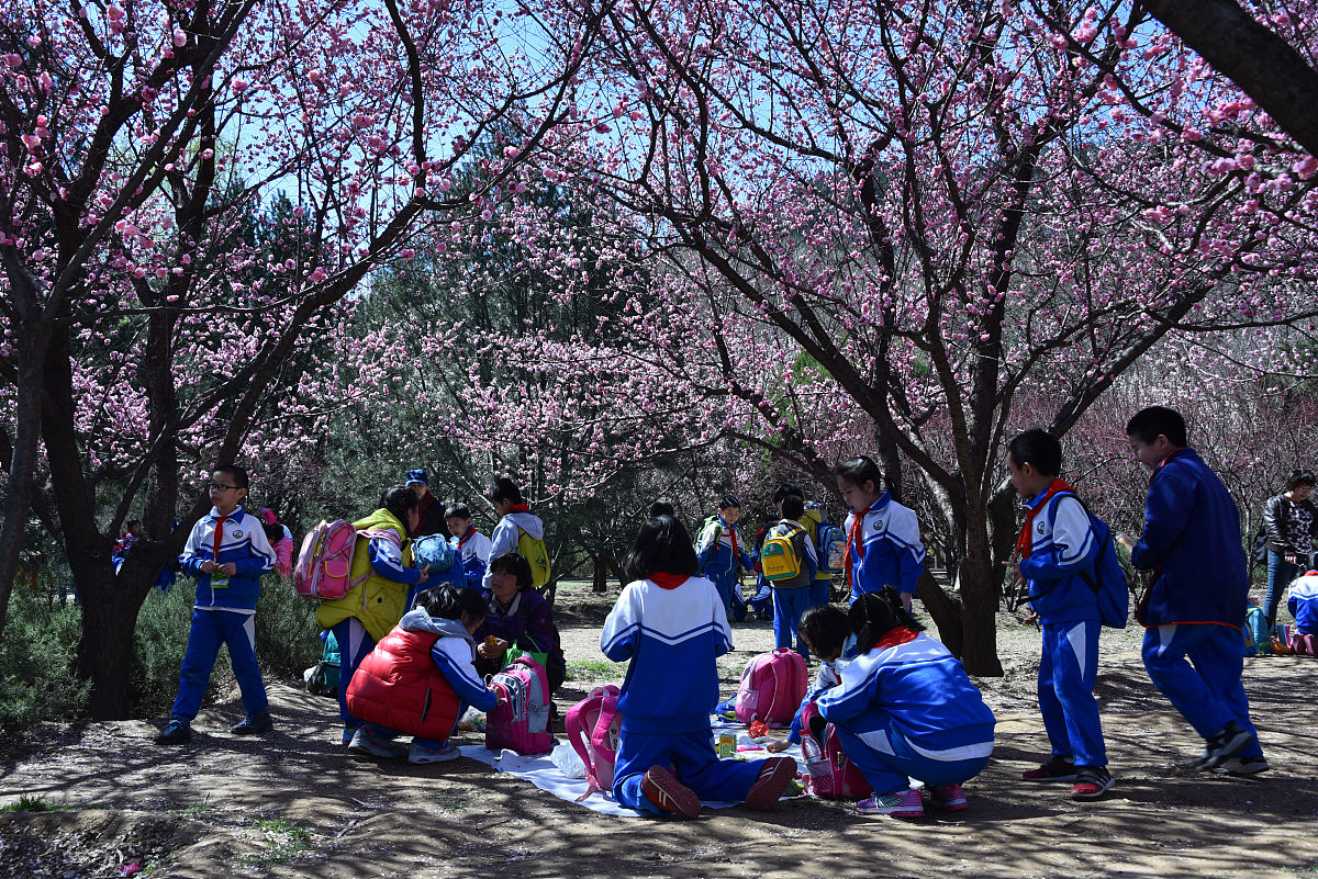 与春天撞个满怀：校园春季赏花活动策划