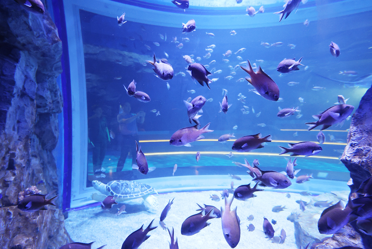 大连圣亚珊瑚馆介绍