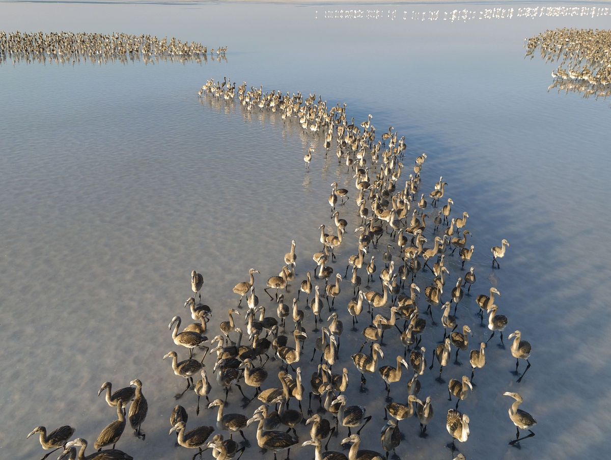 高中女生LINE群聊天日常：游戏剧情太长了怎么办？