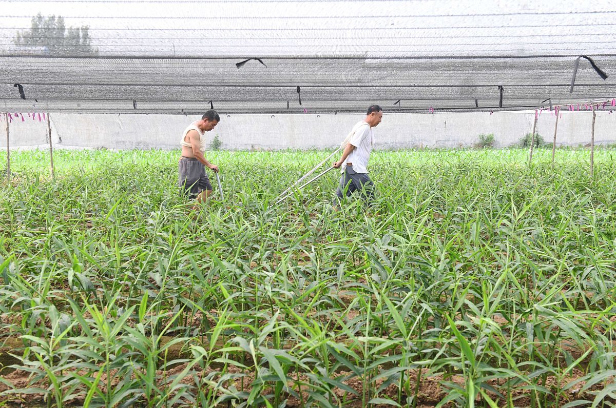 生姜种植高产秘诀：科学施肥、打药管理方案（附时间和数字）