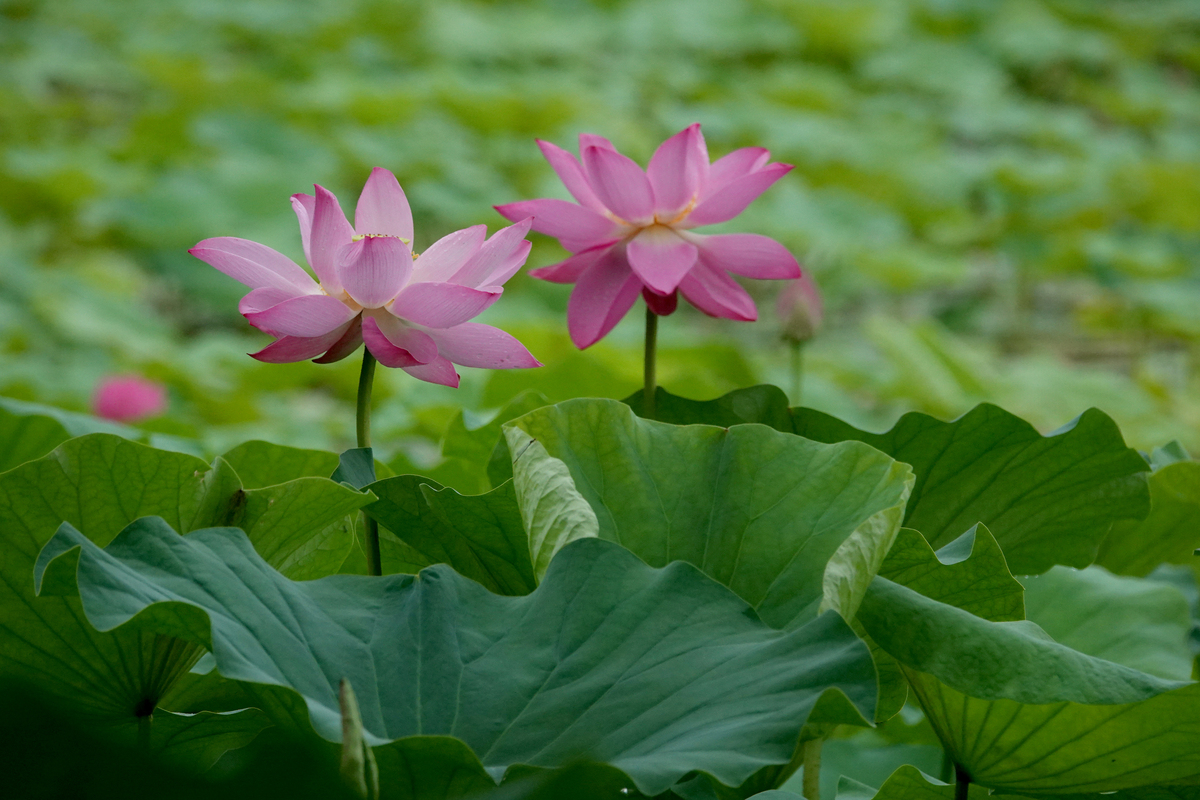 采莲复采莲莲叶何田田之句拟而作