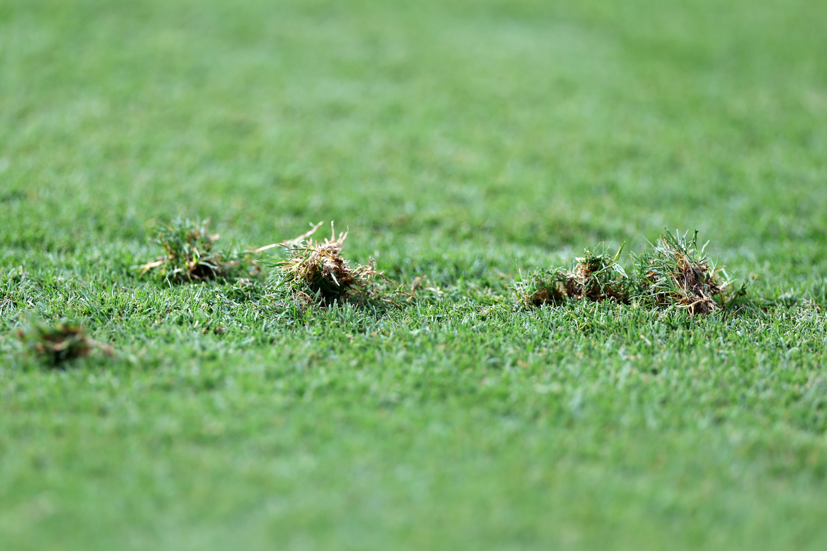 草地铺道蚁：危害你家花园的隐形杀手