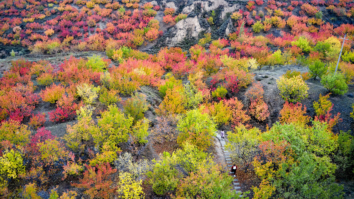 以流浪的种子为素材写一篇50字的童诗