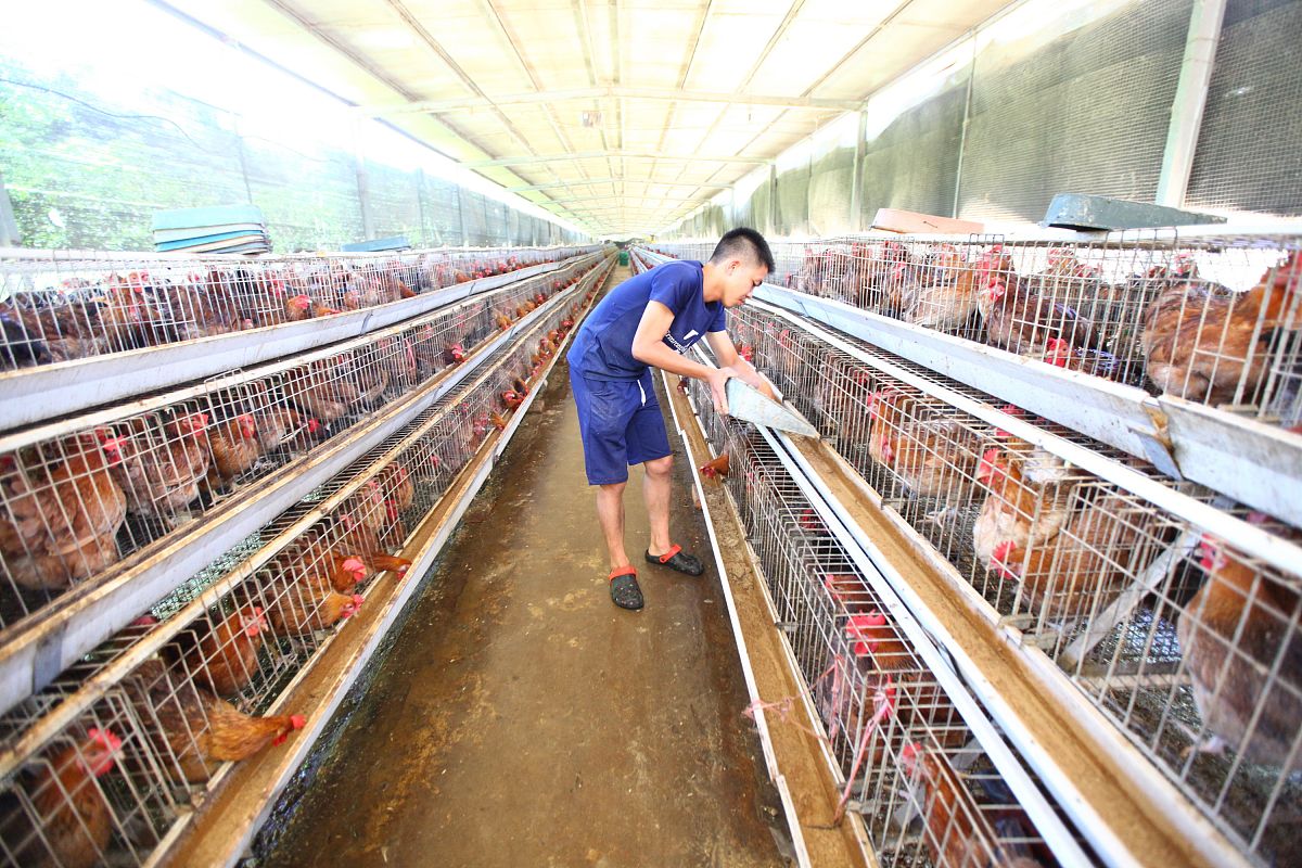 鸡可以每天吃韭菜吗？营养师告诉你答案！