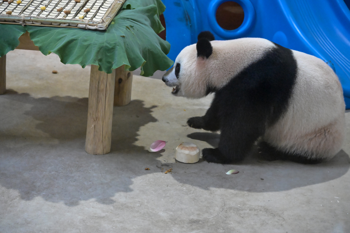 旅法大熊猫幼仔'圆梦'明日回国：中法友谊新见证