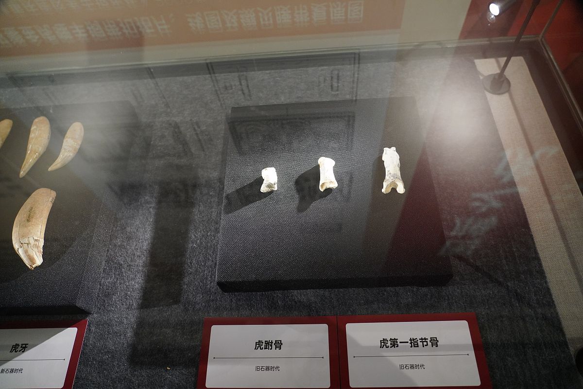虎牙的生肖怎么打