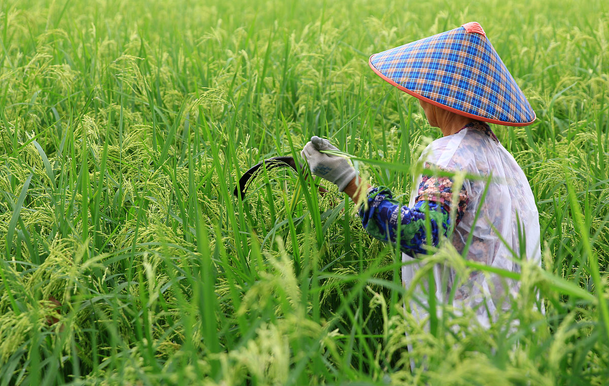 怎么样预防水稻杂交制种存在的问题