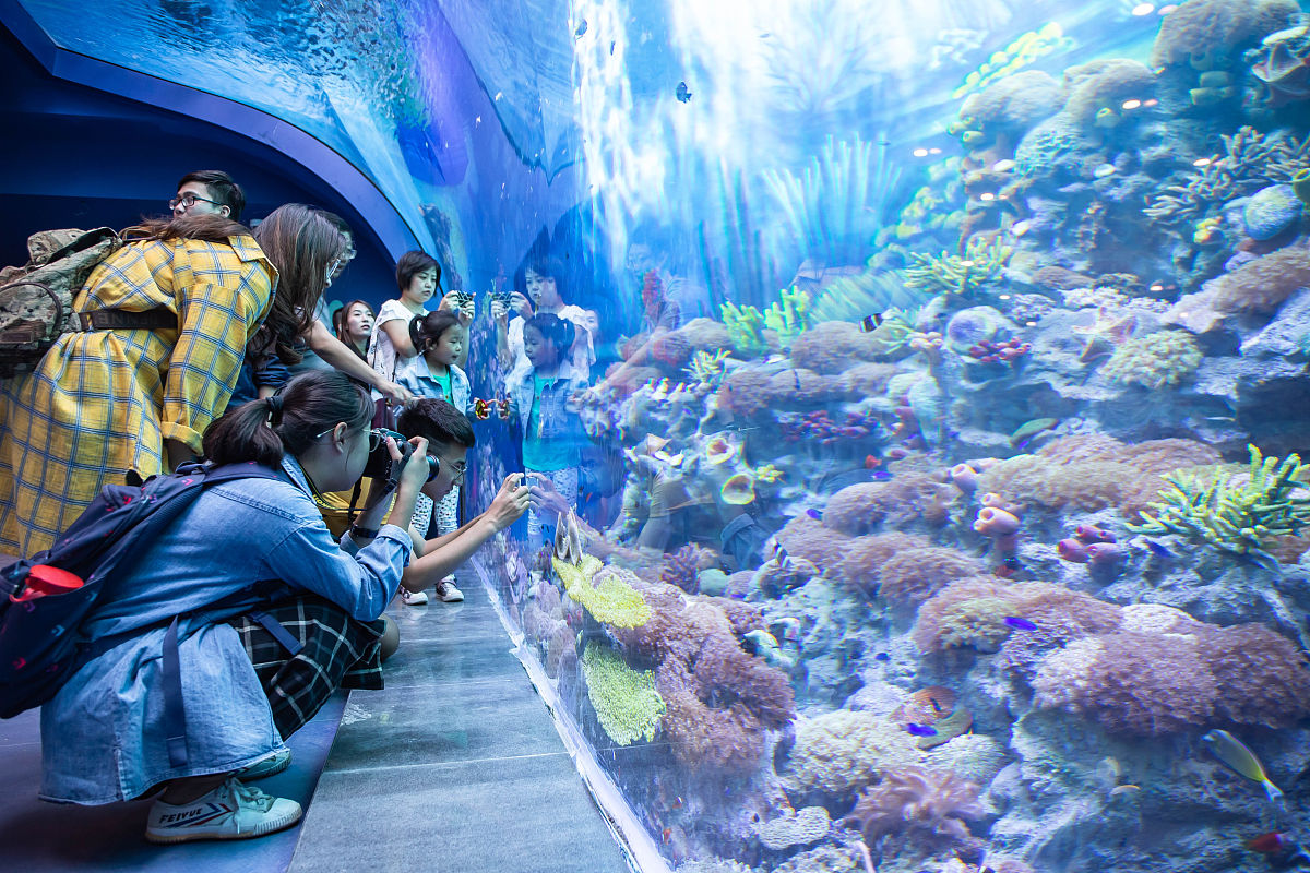 上海长风海洋公园和上海水族馆哪个有海星