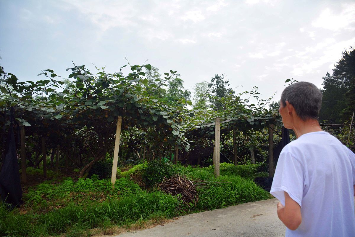 宁海县村庄规划审批时间规定: 最新流程及材料要求