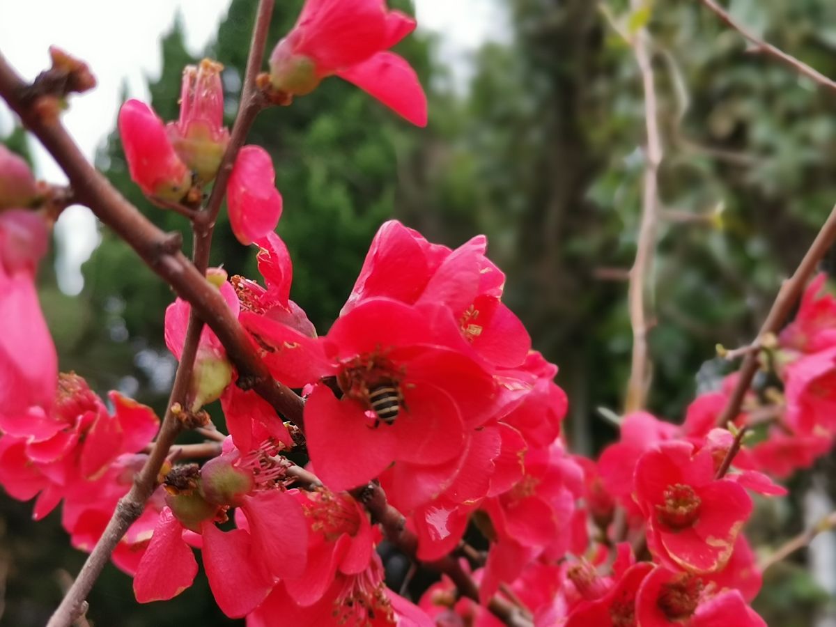 为什么红艳桃花吸引人