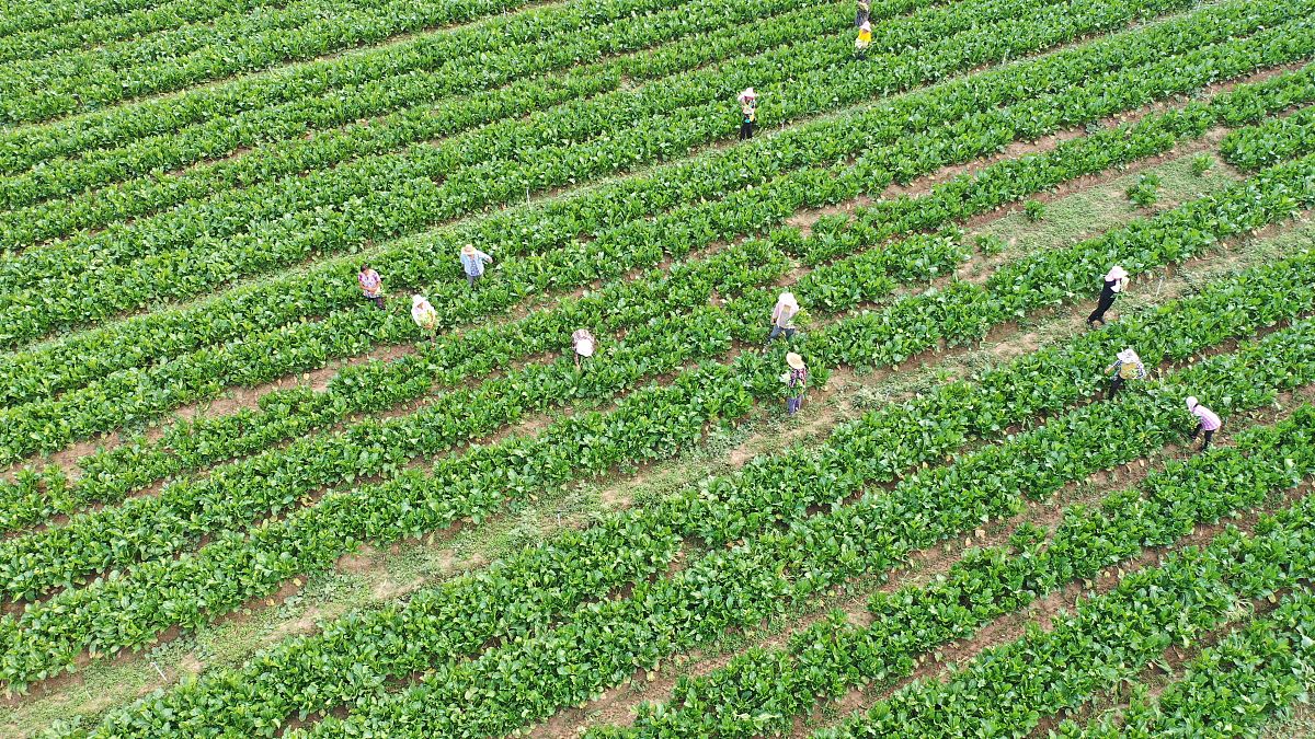 河南农业职业学院植物保护专业怎么样？就业前景好吗？