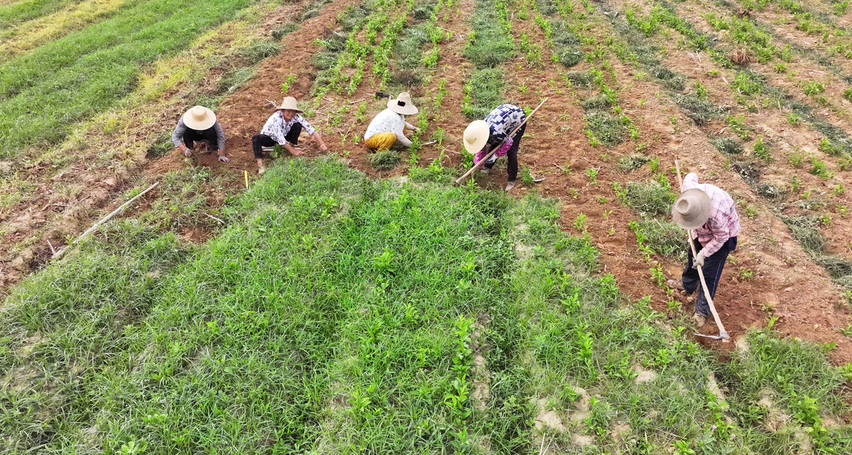 中草药种植技术专业就业前景如何？