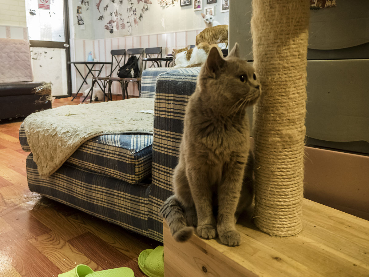 打造猫咪舒适天堂：如何为小猫咪选择最完美的猫窝？