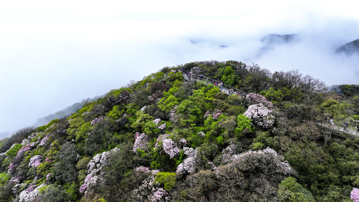 重庆金佛山,一座不得不游的神奇之地