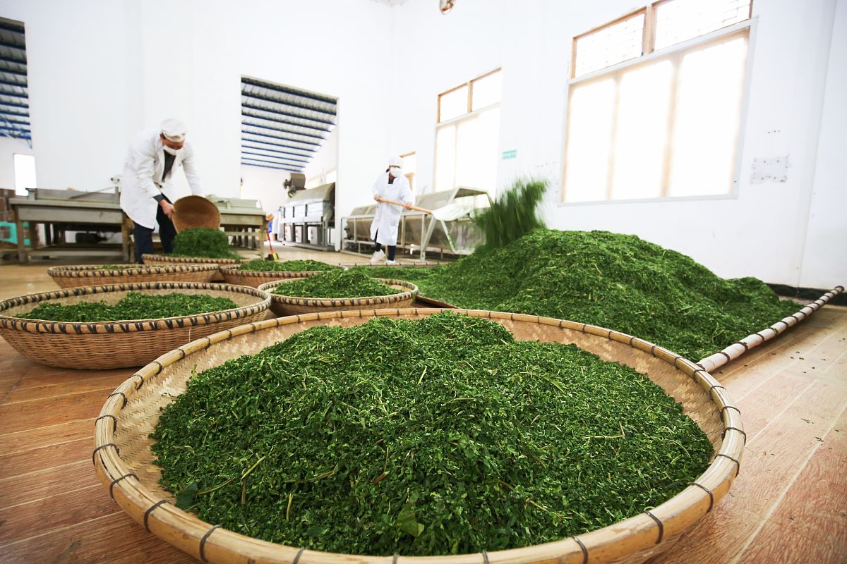 茶叶制造过程