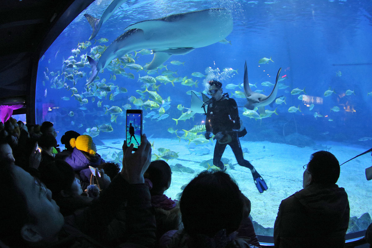 大连圣亚珊瑚馆：中国最大的室内珊瑚馆，探索海洋生物奇观