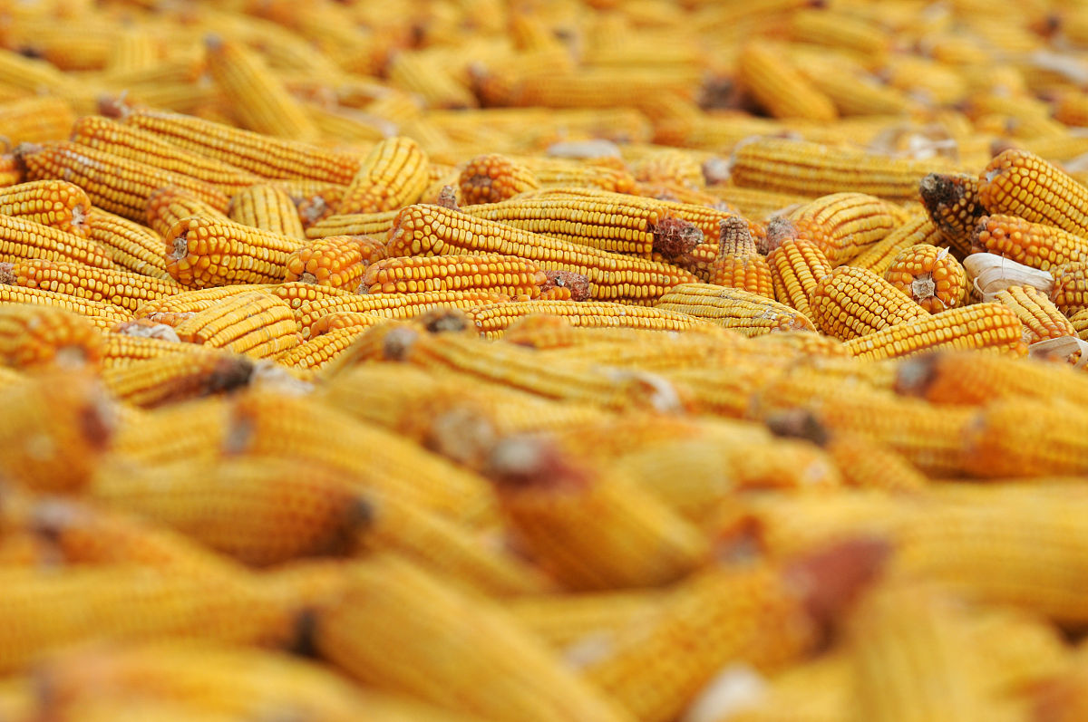 买回来的玉米老了怎么办